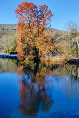 Chêne rouge sur le bord de la Loue en hiver, en France.