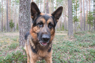Dog german shepherd in the forest