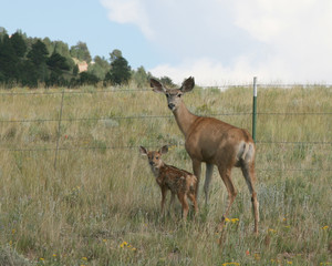 Doe and fawn stopped to take a look