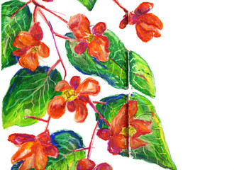 Obraz premium flowers