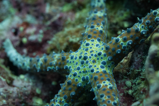 Egyptian Sea Star