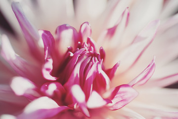 closeup (macro) spring  flower. floral  natural  background. vintage picture with soft focus