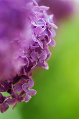 Fototapeta na wymiar closeup purple flower. floral spring background. picture with soft focus