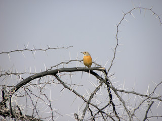 Oiseau coloré sur une branche du Waterberg