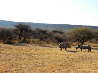 Fototapeta premium Rhinocéros dans le Waterberg - 2