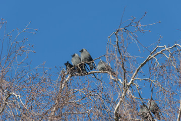 Jackdaw birds getting warm in winter sun