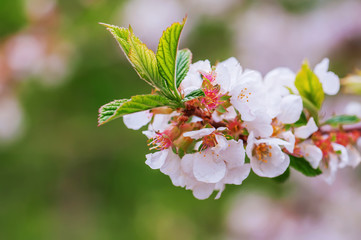 closeup white cherry  flower. floral  spring background. picture with soft focus
