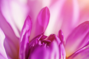 closeup violet flower. floral spring background. picture with soft focus