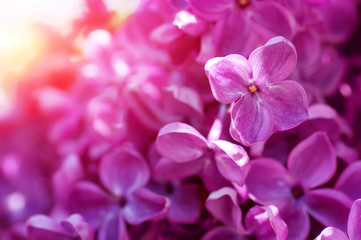 Fototapeta na wymiar closeup violet spring lilac flowers. natural floral background
