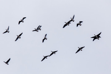 Flying geese