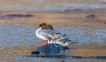 Gänsesäger auf treibholz