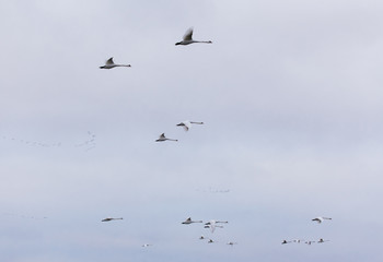 Obraz premium Flying swans