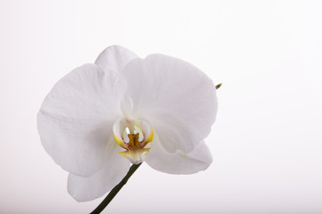 Fototapeta na wymiar White orchid phalaenopsis on white background