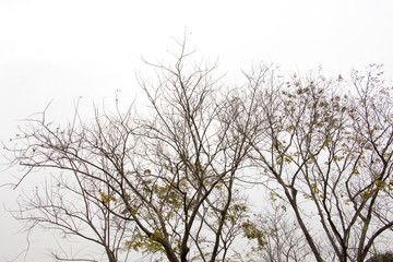 Fototapeta na wymiar branch of treetop and sky ,white background of treetop