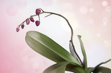 Tight buds Phalaenopsis orchid. Romantic background