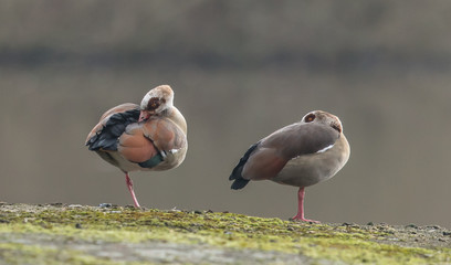 nilgänse