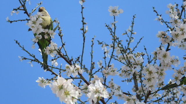 Ave comiendo flores