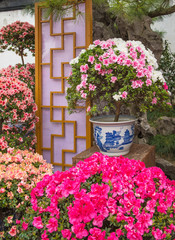 Fototapeta na wymiar Rhododendron flowers