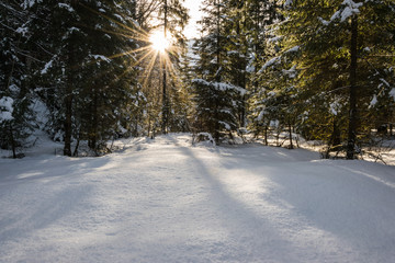 Wintersonne im verschneiten Wald