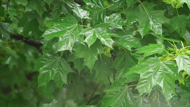 Rain falling over green leaves blurred background. maple leaves after rain