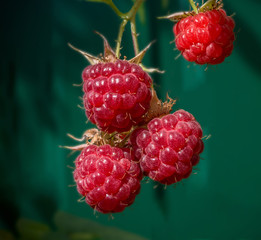 Berries raspberries on a branch on a green background. Selective focus.