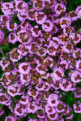  Common Thyme or Garden thyme, or Wild Thyme is a well know variety of thyme with  pink flowers....