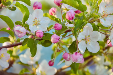 blossoming apple tree branch in spring day