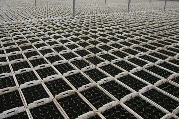 paprikapflanzen im  glashaus