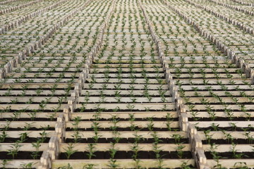 junge paprikapflanzen im  glashaus