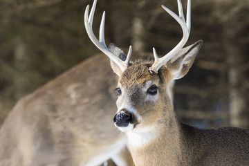 Whitetail deer in winter