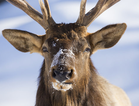 Wapiti in winter