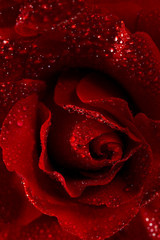 Macro image of dark red rose with water droplets.