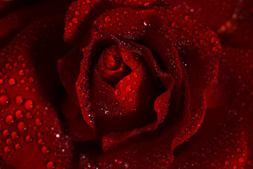 Macro image of dark red rose with water droplets. - Powered by Adobe