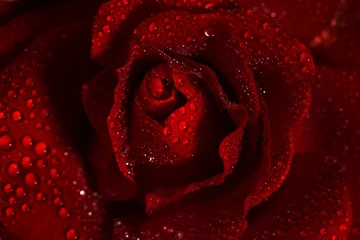 Poster de jardin Roses Macro image of dark red rose with water droplets.