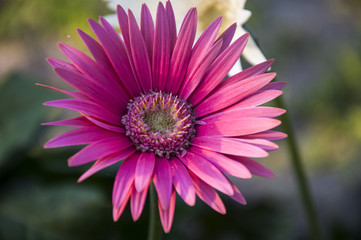 Daisy flower with blur background. Spring season and flowers in Asia.