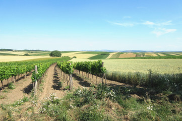 Fototapeta na wymiar Wineyard and field in northeastern Austria