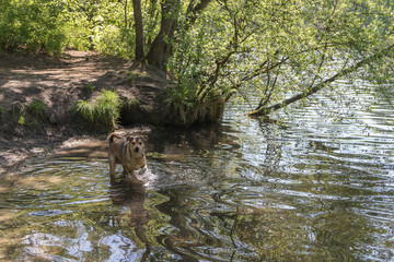 Obraz na płótnie Canvas badender Hund in einem kleinem See