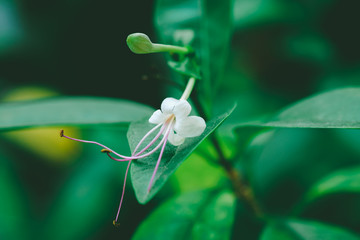 white honeysuck flower
