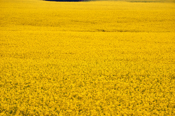 rapeseed field in may