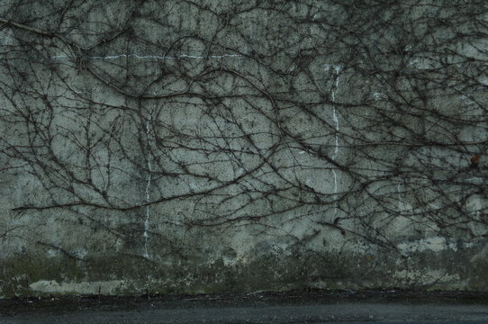 mur et lierres