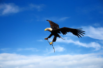 Obraz premium flying american eagle