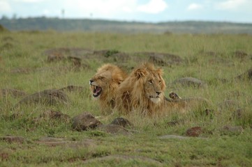 Masi Mara Lions