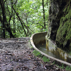 Levada im immergrünen Lorbeerwald von Madeira