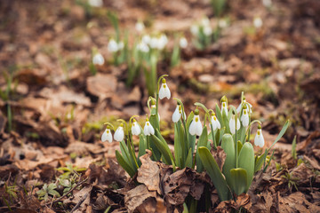 fresh spring snowdrop flowers in the forest. Happy womens day 8 march invitation card. selective focus macro shot with shallow DOF