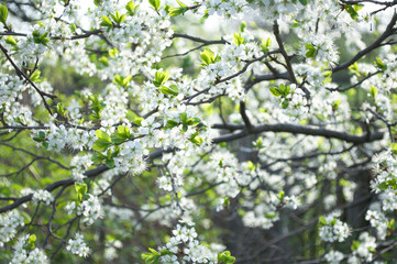 Cherry tree in spring
