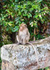 Monkey at Angkor Wat in Cambodia
