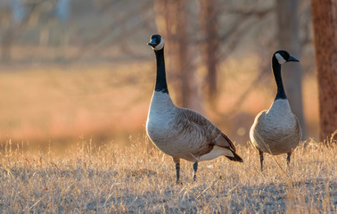 Closeup of Canada geese wandering around in the yellow grass background. Beautiful sunset. Wildlife animal, field, meadow. Wyoming, USA.