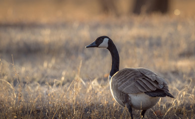 Closeup of a Canada goose  in the yellow grass background, in migration during hunting season. Sunset. Wildlife animal, field, meadow, prairie. Wyoming, USA.