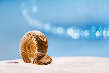 ammonite nautilus shell  on white beach  sand