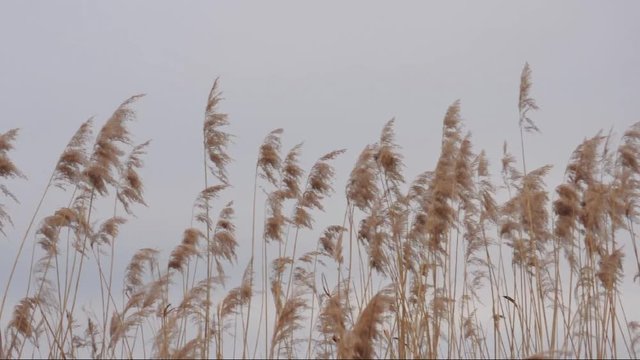 Schilfrohr (Phragmites australis) im Wind